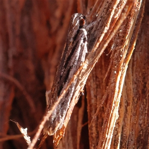 Ardozyga phloeodes at Bellmount Forest, NSW - 16 Feb 2025 09:06 AM