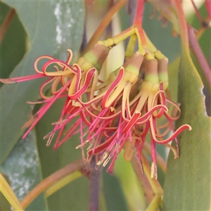 Amyema miquelii (Box Mistletoe) at Bellmount Forest, NSW - 16 Feb 2025 by ConBoekel