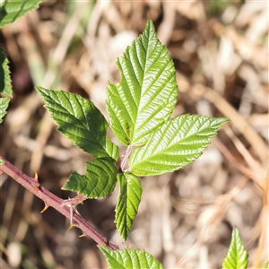 Rubus anglocandicans at Bellmount Forest, NSW - 16 Feb 2025 09:18 AM