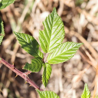 Rubus anglocandicans (Blackberry) at Bellmount Forest, NSW - 16 Feb 2025 by ConBoekel