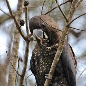 Calyptorhynchus lathami lathami (Glossy Black-Cockatoo) at Mittagong, NSW - 8 Dec 2019 by GITM2