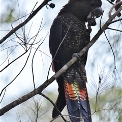 Calyptorhynchus lathami lathami at Mittagong, NSW - suppressed