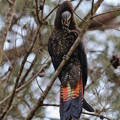 Calyptorhynchus lathami lathami at Mittagong, NSW - suppressed