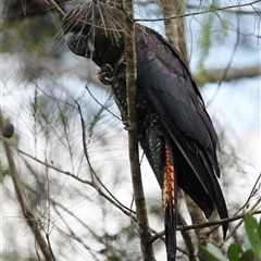 Calyptorhynchus lathami lathami at Mittagong, NSW - suppressed
