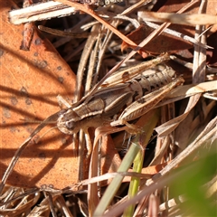 Phaulacridium vittatum (Wingless Grasshopper) at Bellmount Forest, NSW - 16 Feb 2025 by ConBoekel