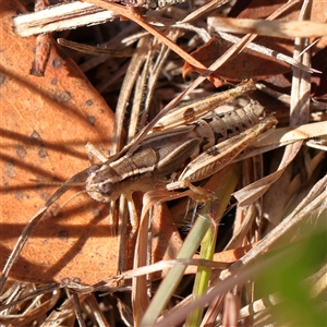 Phaulacridium vittatum at Bellmount Forest, NSW - 16 Feb 2025 09:20 AM