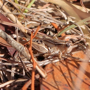 Phaulacridium vittatum at Bellmount Forest, NSW - 16 Feb 2025 09:20 AM