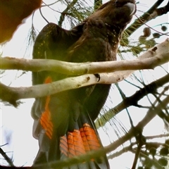 Calyptorhynchus lathami lathami (Glossy Black-Cockatoo) at Hill Top, NSW - 13 Aug 2023 by GITM2