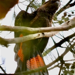 Calyptorhynchus lathami lathami (Glossy Black-Cockatoo) at Hill Top, NSW - 13 Aug 2023 by GITM2