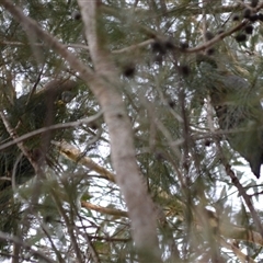 Calyptorhynchus lathami lathami at Hill Top, NSW - suppressed
