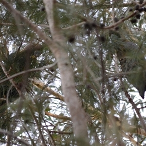 Calyptorhynchus lathami lathami at Hill Top, NSW - suppressed
