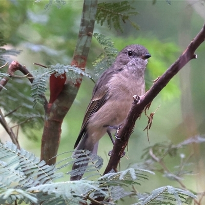 Pachycephala pectoralis (Golden Whistler) at Monga, NSW - 23 Feb 2025 by jb2602