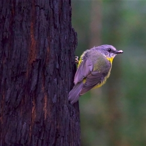 Eopsaltria australis (Eastern Yellow Robin) at Monga, NSW - 23 Feb 2025 by jb2602