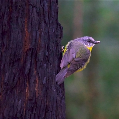 Eopsaltria australis (Eastern Yellow Robin) at Monga, NSW - 23 Feb 2025 by jb2602