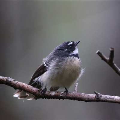 Rhipidura albiscapa (Grey Fantail) at Monga, NSW - 23 Feb 2025 by jb2602