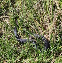 Pseudonaja textilis (Eastern Brown Snake) at Fyshwick, ACT - 6 Mar 2025 by Tawny4