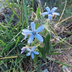 Oxypetalum coeruleum (Tweedia or Southern Star) at Pearce, ACT - 6 Mar 2025 by SandraH