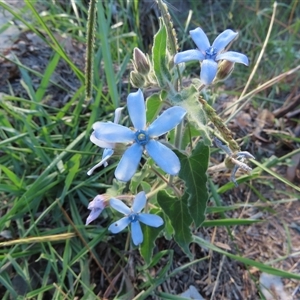 Unidentified Plant at Pearce, ACT - Today by SandraH