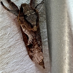 Elhamma australasiae (A Swift or Ghost moth (Hepialidae)) at Emerald, VIC - 3 Mar 2025 by GlossyGal