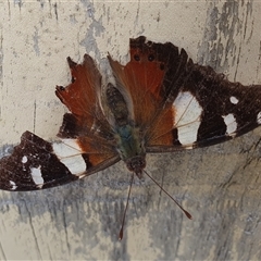 Vanessa itea (Yellow Admiral) at Penrose, NSW - 6 Mar 2025 by Aussiegall