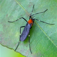 Tipuloidea sp. (superfamily) at Bargo, NSW - 2 Mar 2025 by Snows