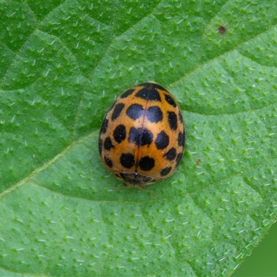 Epilachna sp. (genus) (a ladybird beetle) at Bargo, NSW - 2 Mar 2025 by Snows