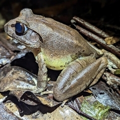 Mixophyes fleayi (Fleays Barred Frog) at Border Ranges, NSW - 23 Dec 2022 by MichaelBedingfield