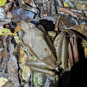 Mixophyes fleayi at Border Ranges, NSW - suppressed