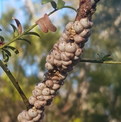 Cryptes baccatus (Wattle Tick Scale) at Bargo, NSW - 16 Sep 2024 by Snows