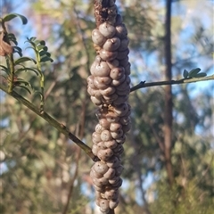 Cryptes baccatus at Bargo, NSW - 16 Sep 2024 11:41 AM