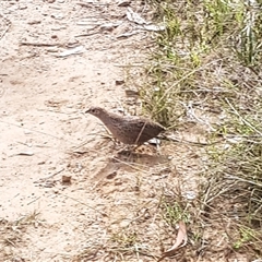 Synoicus ypsilophorus (Brown Quail) at Bargo, NSW - 11 Nov 2024 by Snows