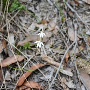 Caladenia carnea at Bargo, NSW - 8 Sep 2024 by Snows