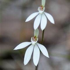 Caladenia carnea at Bargo, NSW - suppressed