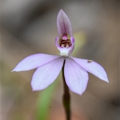 Caladenia carnea at Bargo, NSW - suppressed