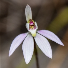 Caladenia carnea at Bargo, NSW - suppressed