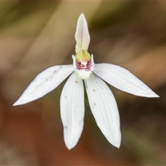Caladenia carnea at Bargo, NSW - suppressed