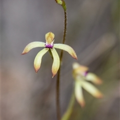 Caladenia testacea (Honey Caladenia) at Bargo, NSW - 8 Sep 2024 by Snows