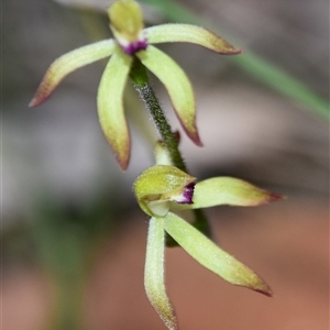 Caladenia testacea at Bargo, NSW - suppressed