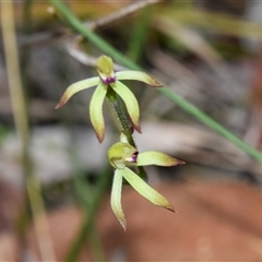 Caladenia testacea at Bargo, NSW - suppressed