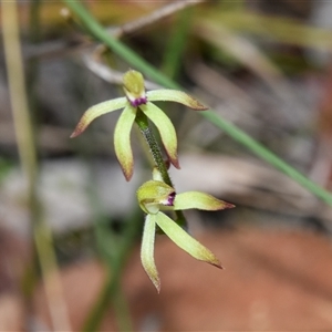 Caladenia testacea at Bargo, NSW - suppressed