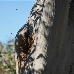 Apis mellifera (European honey bee) at Bargo, NSW - 6 Sep 2024 by Snows