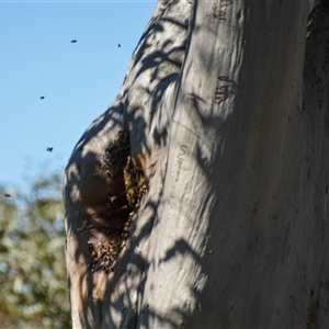 Apis mellifera (European honey bee) at Bargo, NSW - 6 Sep 2024 by Snows