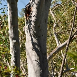 Apis mellifera at Bargo, NSW - 6 Sep 2024 11:59 AM
