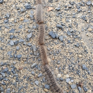 Ochrogaster lunifer at Penrose, NSW - Today by Aussiegall