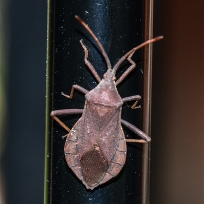 Amorbus rhombifer (Leaf-Footed Bug) at Bargo, NSW - 6 Sep 2024 by Snows