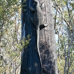 Varanus varius at Bargo, NSW - 6 Sep 2024 by Snows