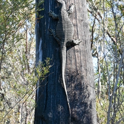 Varanus varius (Lace Monitor) at Bargo, NSW - 6 Sep 2024 by Snows