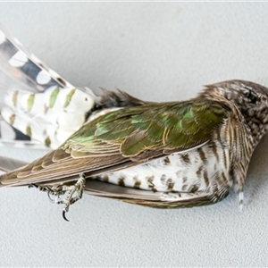 Chrysococcyx lucidus (Shining Bronze-Cuckoo) at Bargo, NSW - 5 Sep 2024 by Snows