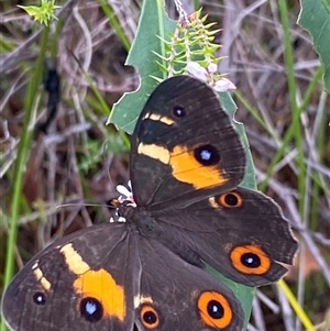 Tisiphone abeona (Varied Sword-grass Brown) at Bonny Hills, NSW - 6 Mar 2025 by pls047