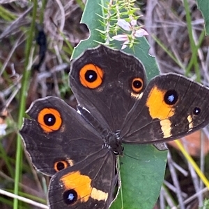 Tisiphone abeona at Bonny Hills, NSW - suppressed